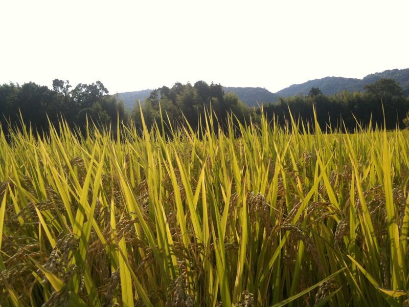 秋の矢田山2 のコピー